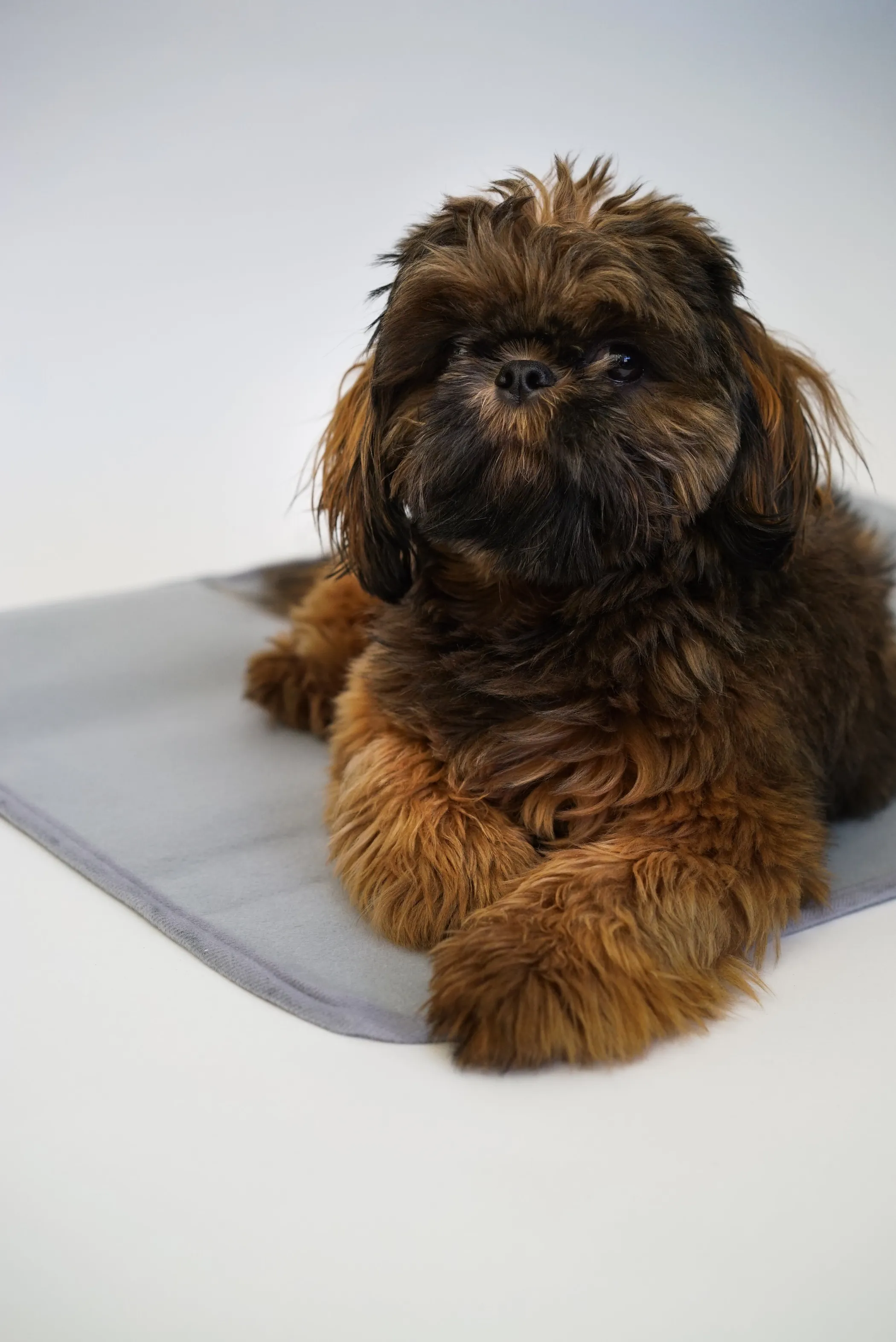 Thera-Pawz Warming Pad - Image 2