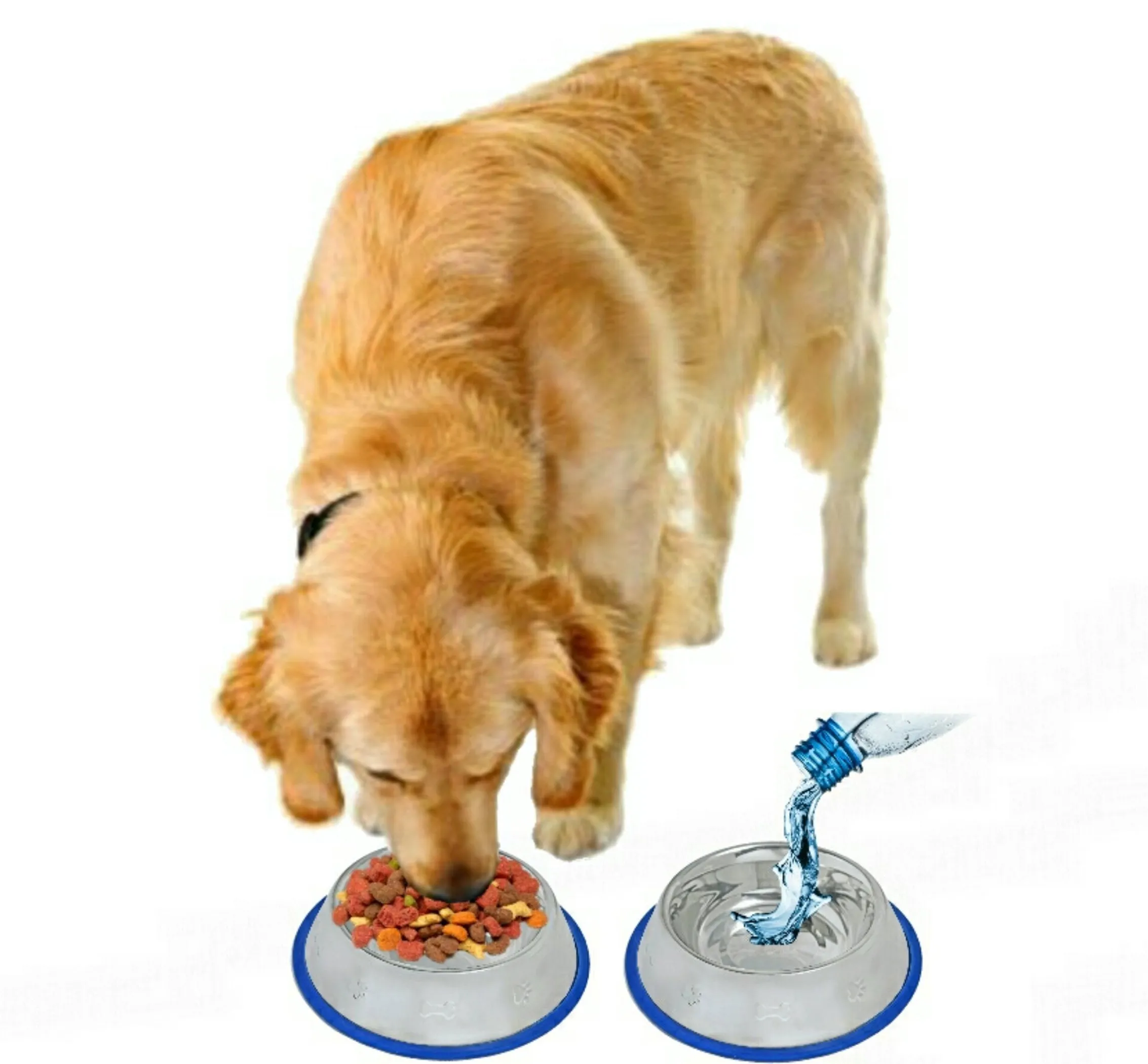 Etched Stainless Steel Dog Bowls with Blue Silicone Base - Image 4