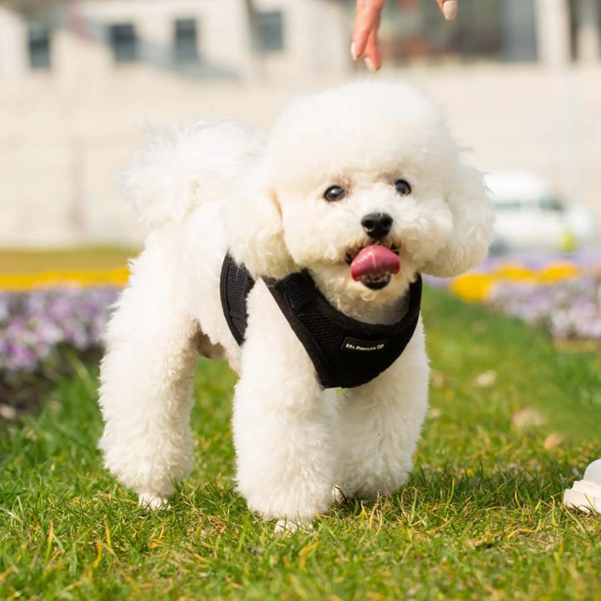 Mr. Peanut's PupTrek Small Dog/Cat Soft Mesh Step In Harness Vest - Image 2
