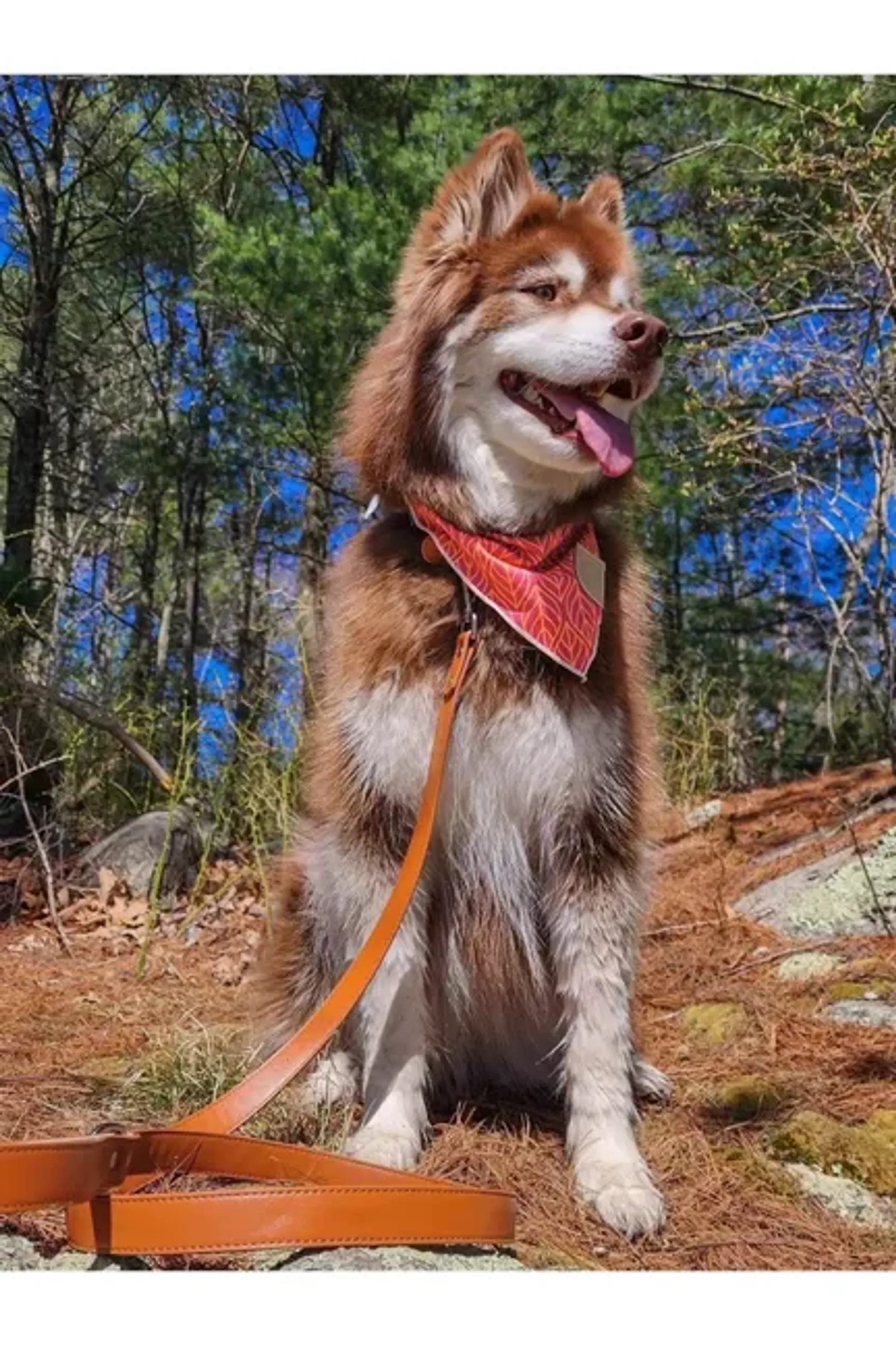 Sierra Sunrise Vegan Leather Dog Leash - Image 5