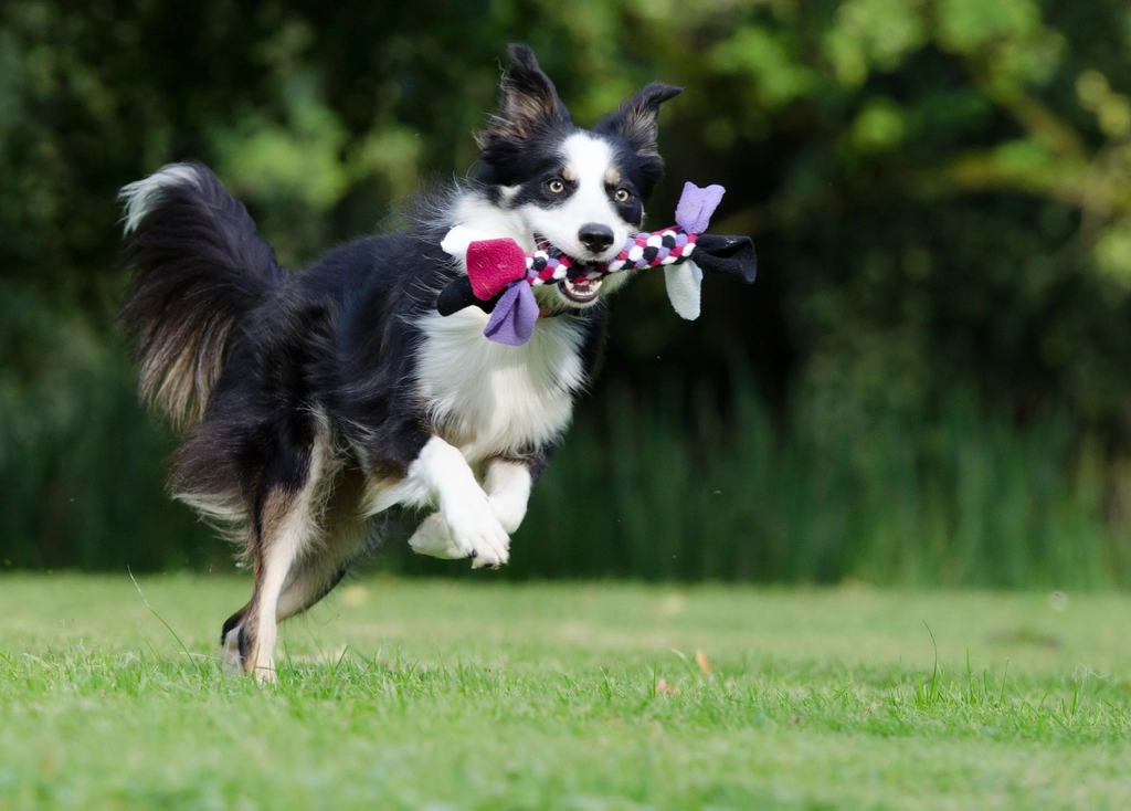 Free Border Collie running, holding