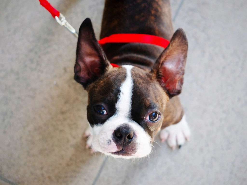 Bulldog red leash