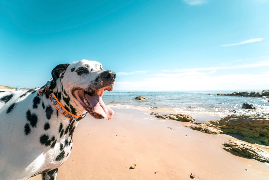 Free dalmatian dog beach image