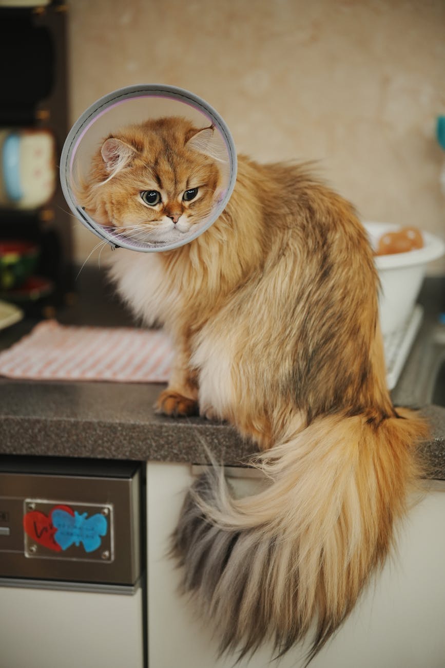 persian cat with cone on kitchen counter