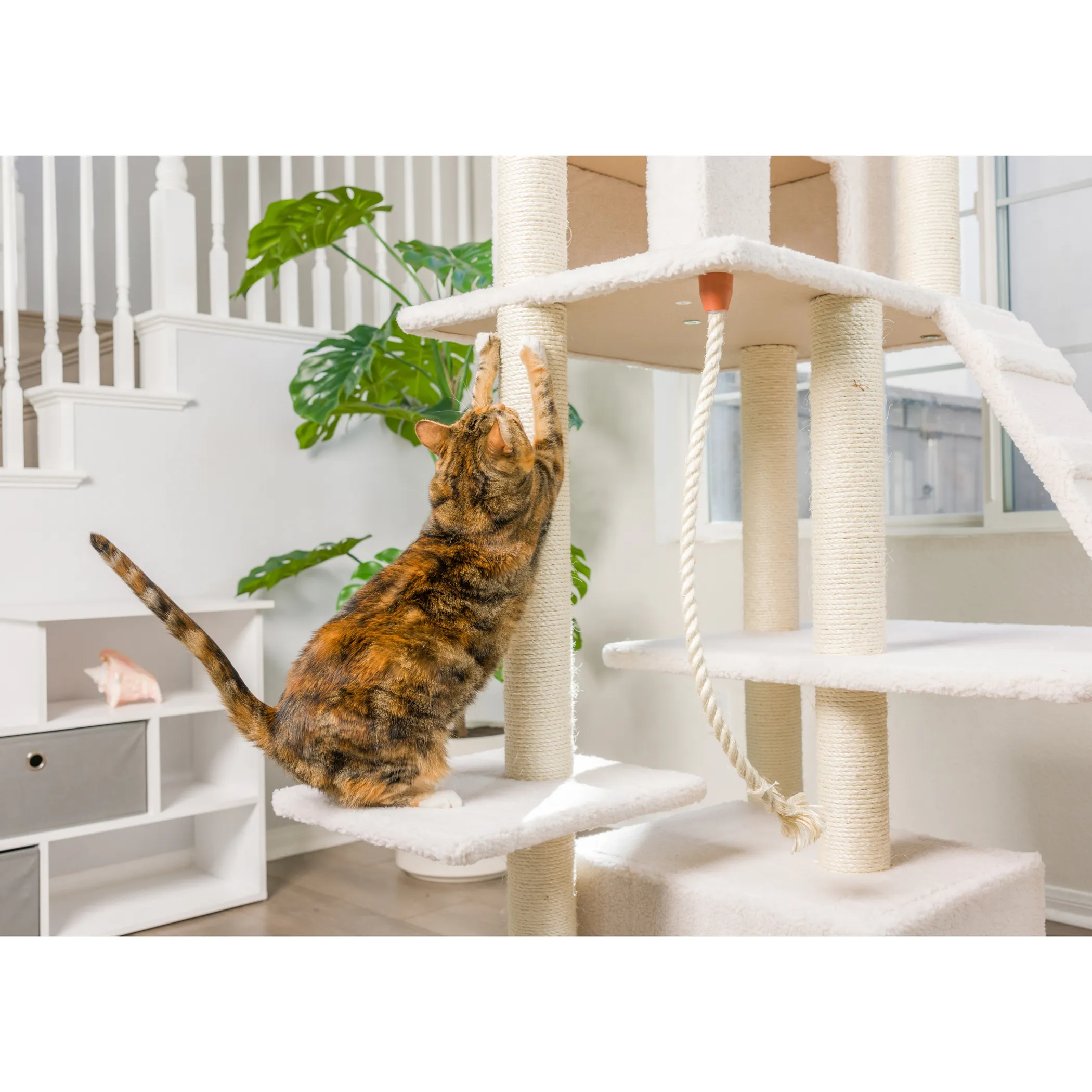Real Wood B8201 Classic Ivory Cat Tree Multi Levels W Ramp - Image 5