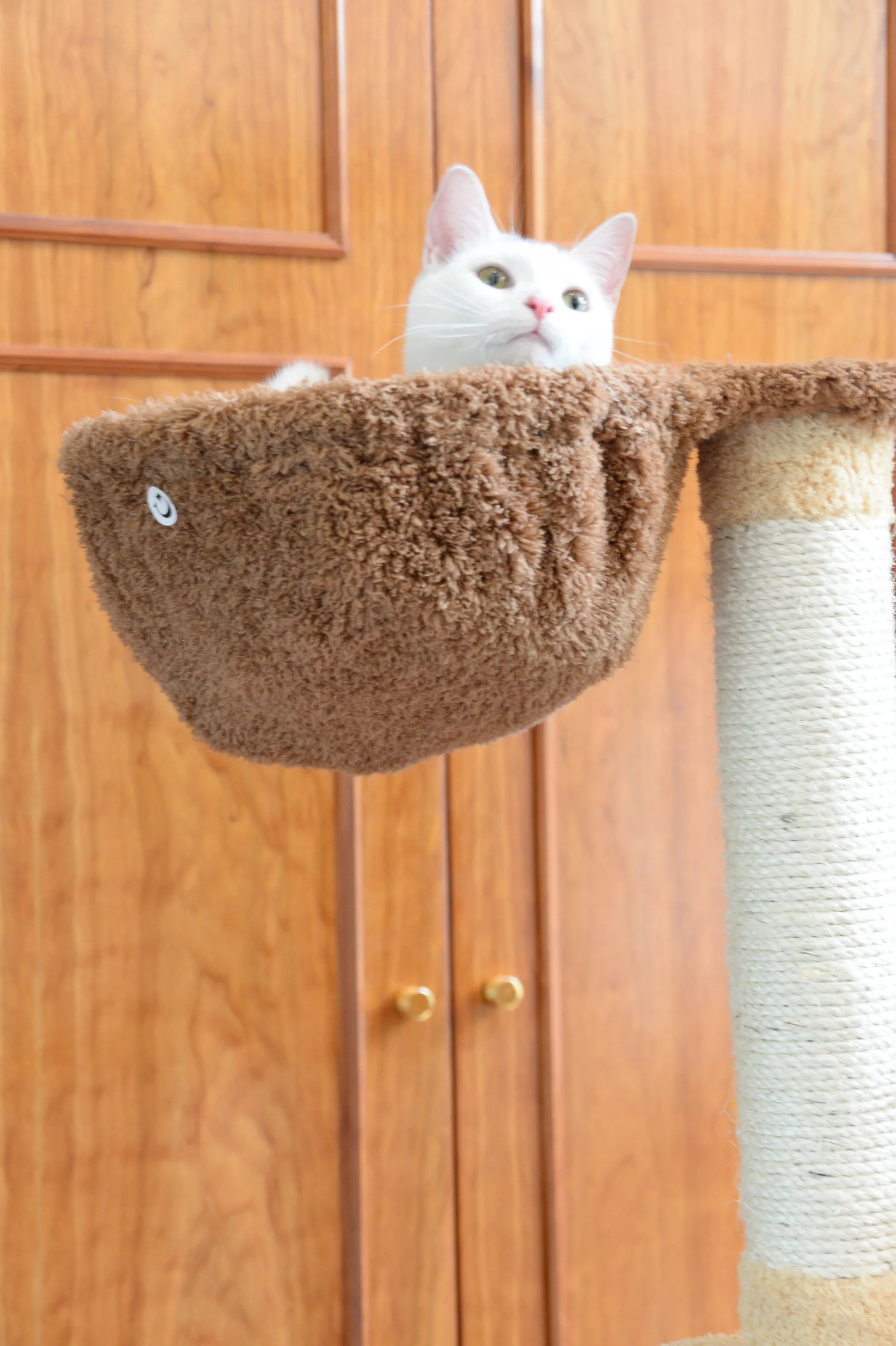Armarkat Cat Climber Play House, 78" Real Wood Cat furniture - Image 5