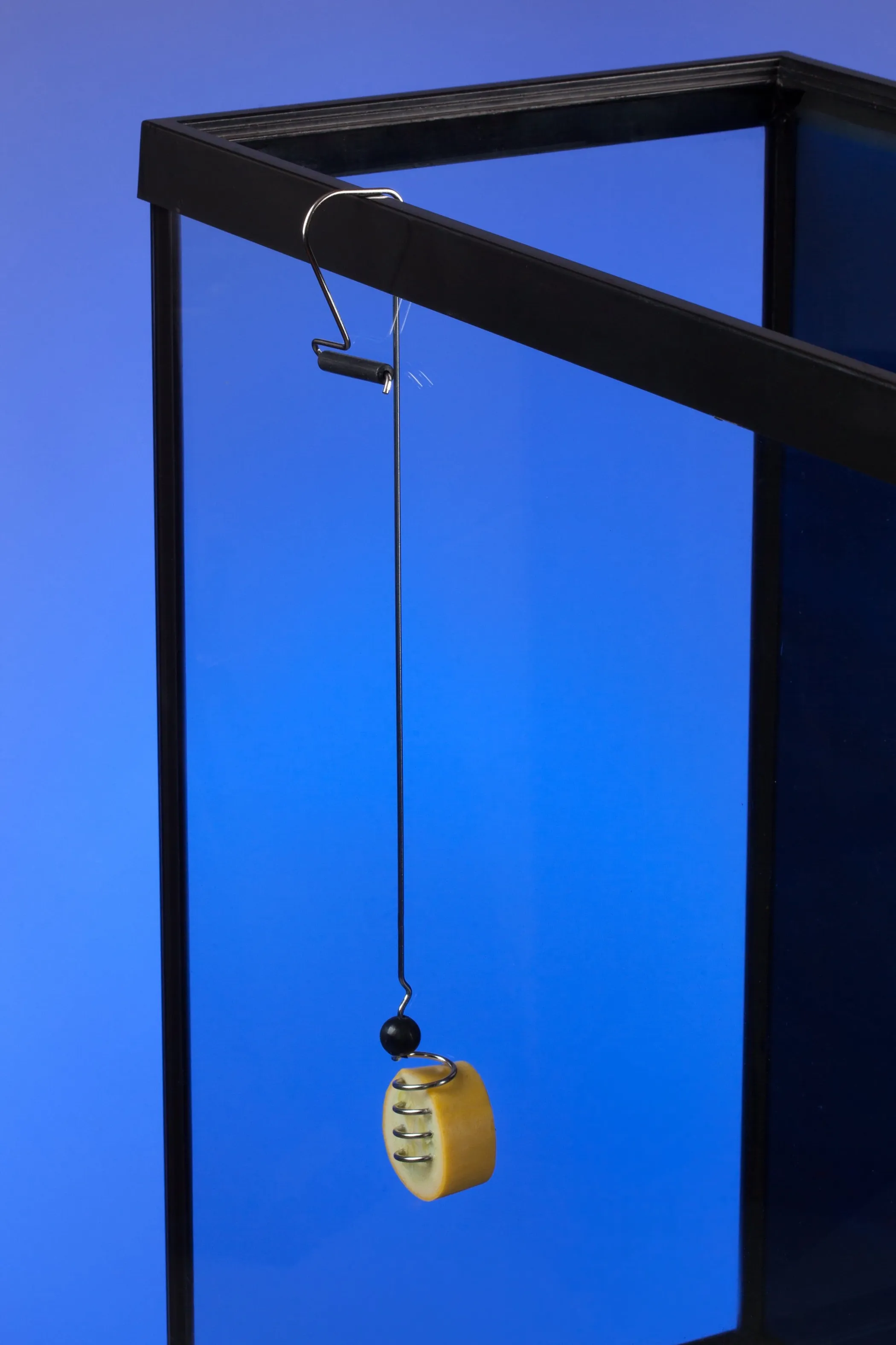 The Pleco Feeder - Image 3