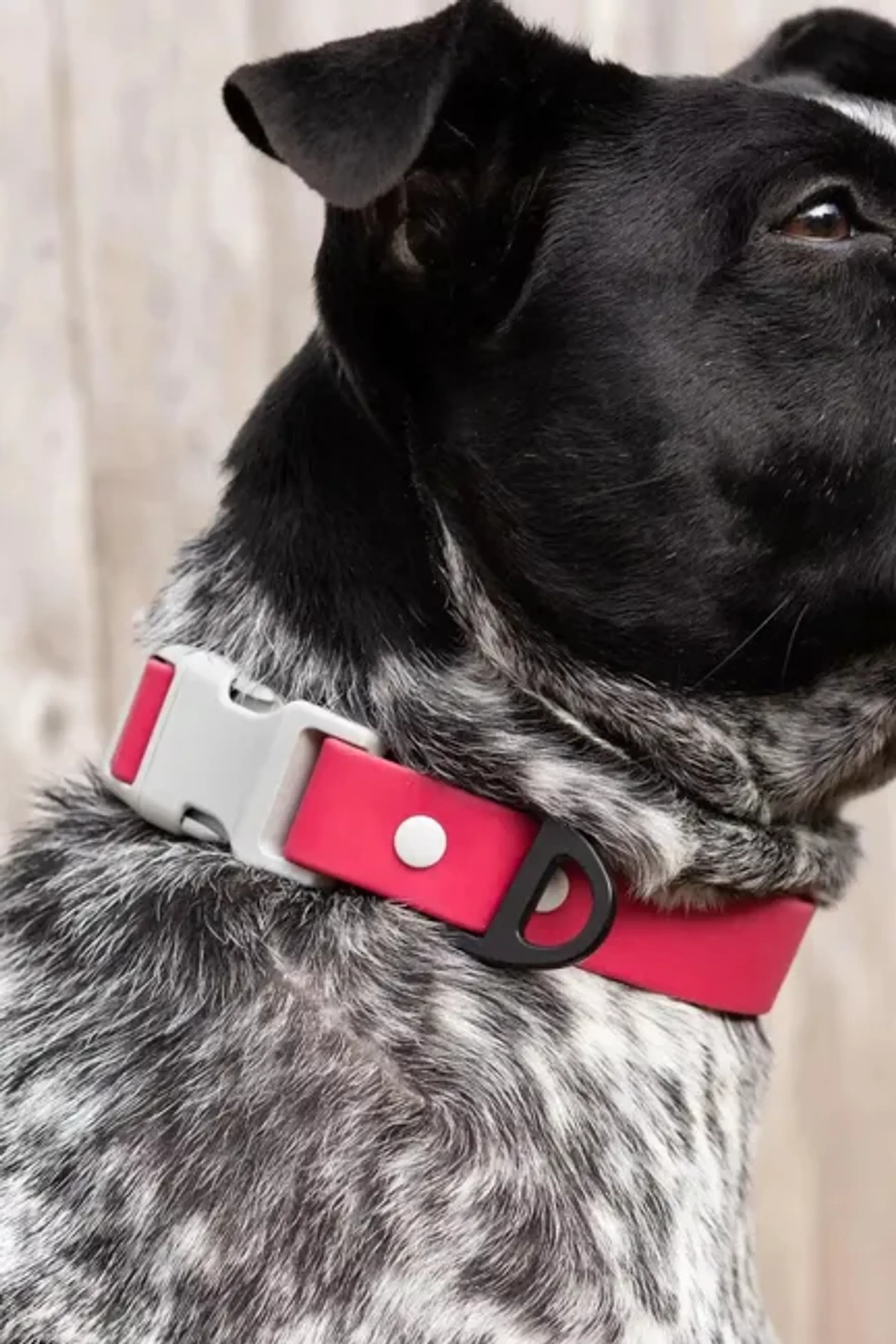 Red Mountain Syrah Waterproof Dog Collar - Image 5