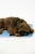 Cool Pet Pad