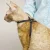TP Adj Nylon Groom Cat Harness 40 In