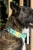 Island Vibes Waterproof Dog Collar