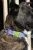 Lavender Garden Waterproof Dog Collar
